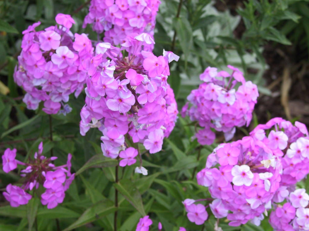 Phlox maculata Omega.jpg